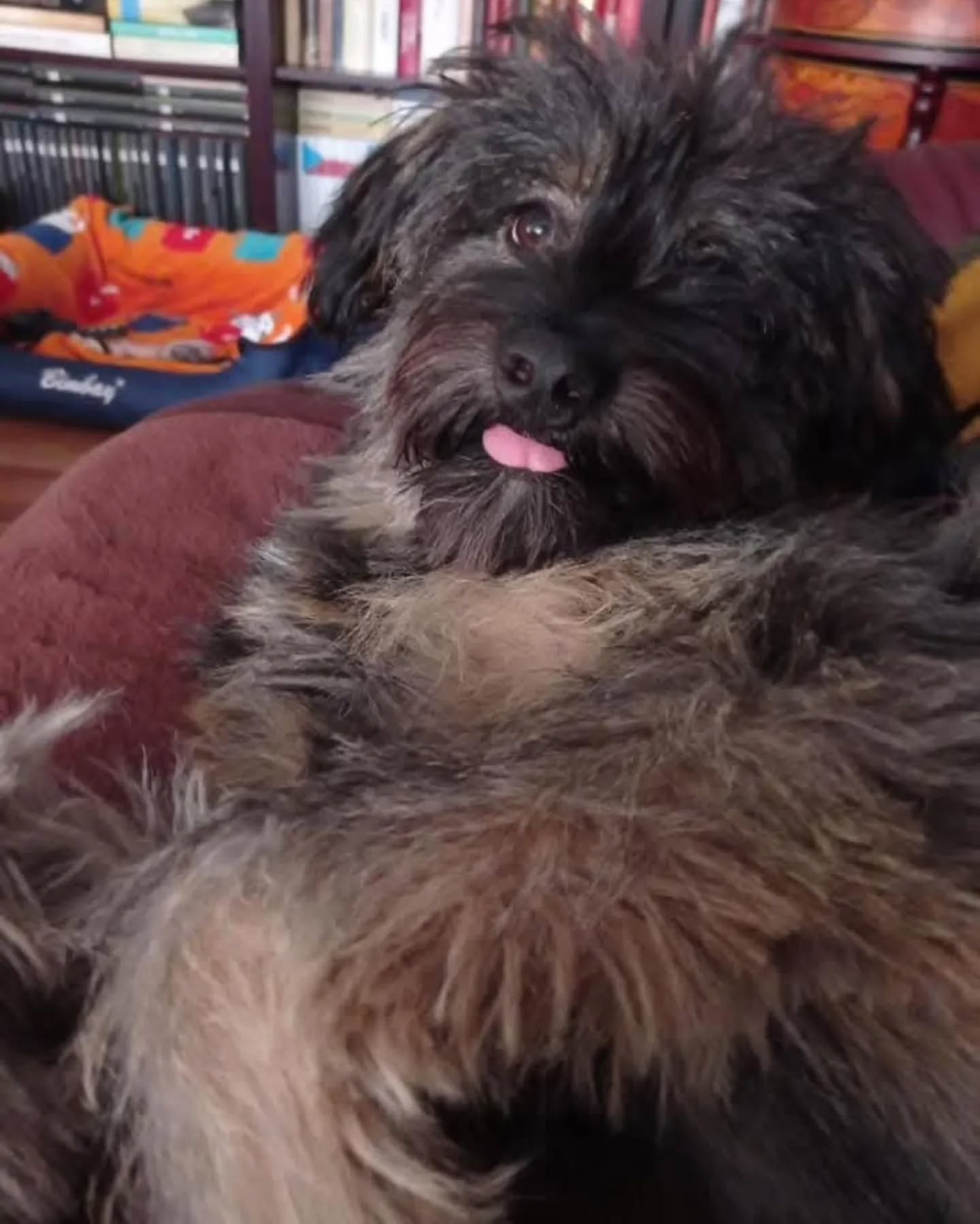 Albercik vel Szagi w domu 2024